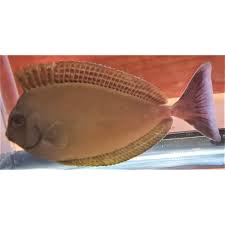 Image result for Naso hexacanthus