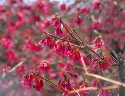 Image result for 緋寒桜