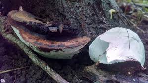 Attēlu rezultāti vaicājumam “Ganoderma applanatum”