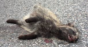 Attēlu rezultāti vaicājumam “Nyctereutes procyonoides”