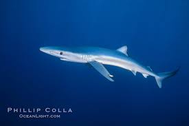 Image result for Prionace glauca