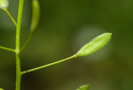 Attēlu rezultāti vaicājumam “Draba nemorosa fruit”