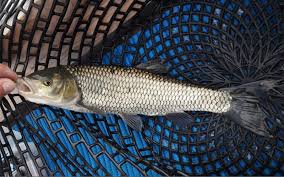 Image result for Squalius vardarensis