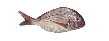Image result for Pagrus pagrus