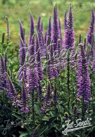 Attēlu rezultāti vaicājumam “Veronica longifolia”