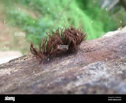 Attēlu rezultāti vaicājumam “Stemonitis axifera var. smithii young”