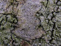 Attēlu rezultāti vaicājumam “Arthonia vinosa”