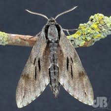 Image result for hawk moth