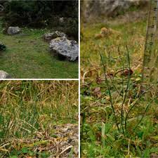 Attēlu rezultāti vaicājumam “Craterium aureonucleatum”