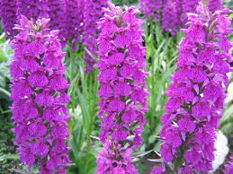 Attēlu rezultāti vaicājumam “Dactylorhiza ochroleuca flower”
