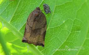 Attēlu rezultāti vaicājumam “Archips podana female”