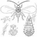 Shellac: It's a bug AND a feature! Bug Girl's Blog