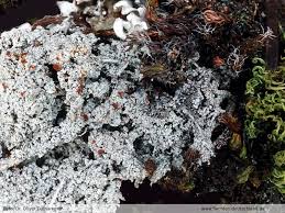 Attēlu rezultāti vaicājumam “Caloplaca scopularis”