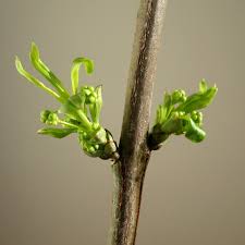 Attēlu rezultāti vaicājumam “Euonymus europaeus bud”