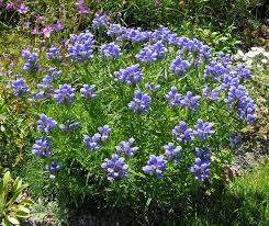 Attēlu rezultāti vaicājumam “Dracocephalum ruyschiana fruit”
