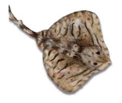 Image result for Raja undulata