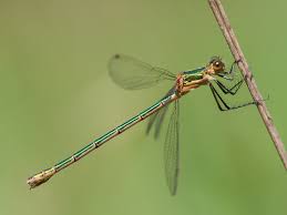 Attēlu rezultāti vaicājumam “Lestes sponsa”