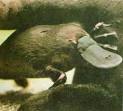 Australian Animals- Duckbill PLATYPUS