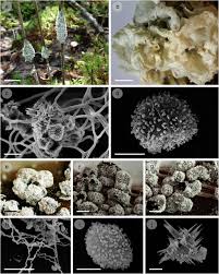 Attēlu rezultāti vaicājumam “Diderma chondrioderma spores”