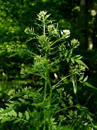 Attēlu rezultāti vaicājumam “Cardamine impatiens”