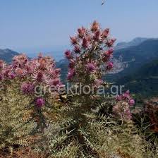Image result for Ptilostemon afer