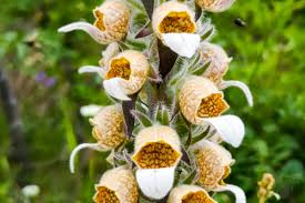 Image result for Digitalis lanata