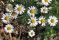 Attēlu rezultāti vaicājumam “Tripleurospermum inodorum flower”