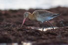 Attēlu rezultāti vaicājumam “Licea pusilla”