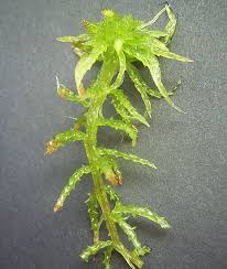 Attēlu rezultāti vaicājumam “Sphagnum centrale sporophyte”