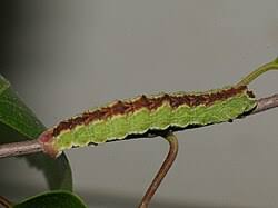 Attēlu rezultāti vaicājumam “Geometra papilionaria”