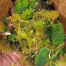 Attēlu rezultāti vaicājumam “Microcalicium disseminatum”