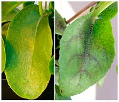 Attēlu rezultāti vaicājumam “Hylotelephium maximum leaf”