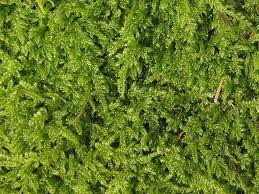 Attēlu rezultāti vaicājumam “Hypnum”