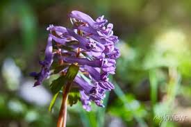 Attēlu rezultāti vaicājumam “Corydalis cava flower”