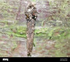 Attēlu rezultāti vaicājumam “Taleporia tubulosa”