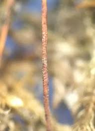 Attēlu rezultāti vaicājumam “Brachytheciastrum velutinum”