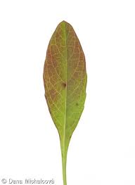 Attēlu rezultāti vaicājumam “Succisa pratensis leaf”