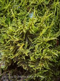 Attēlu rezultāti vaicājumam “Cratoneuron filicinum”