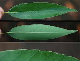 Attēlu rezultāti vaicājumam “Salix myrsinifolia leaf”