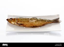 Image result for Clupea harengus