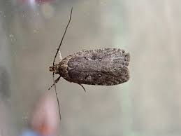 Attēlu rezultāti vaicājumam “Agonopterix heracliana”