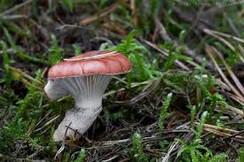 Attēlu rezultāti vaicājumam “Gomphidius roseus”