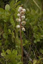 Attēlu rezultāti vaicājumam “Pyrola media”