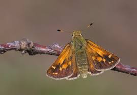 Attēlu rezultāti vaicājumam “Hesperia comma underside”