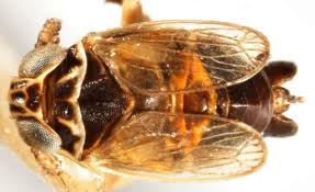 Attēlu rezultāti vaicājumam “Javesella pellucida male”