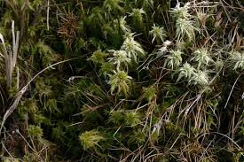 Attēlu rezultāti vaicājumam “Sphagnum cuspidatum”