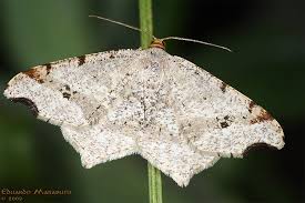 Attēlu rezultāti vaicājumam “Macaria alternata”