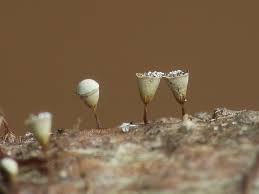 Attēlu rezultāti vaicājumam “Craterium minutum”