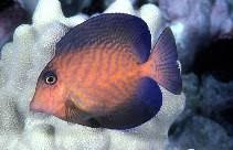 Image result for Ctenochaetus hawaiiensis