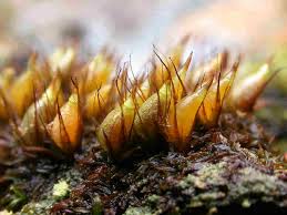 Attēlu rezultāti vaicājumam “Pseudotaxiphyllum elegans macro”